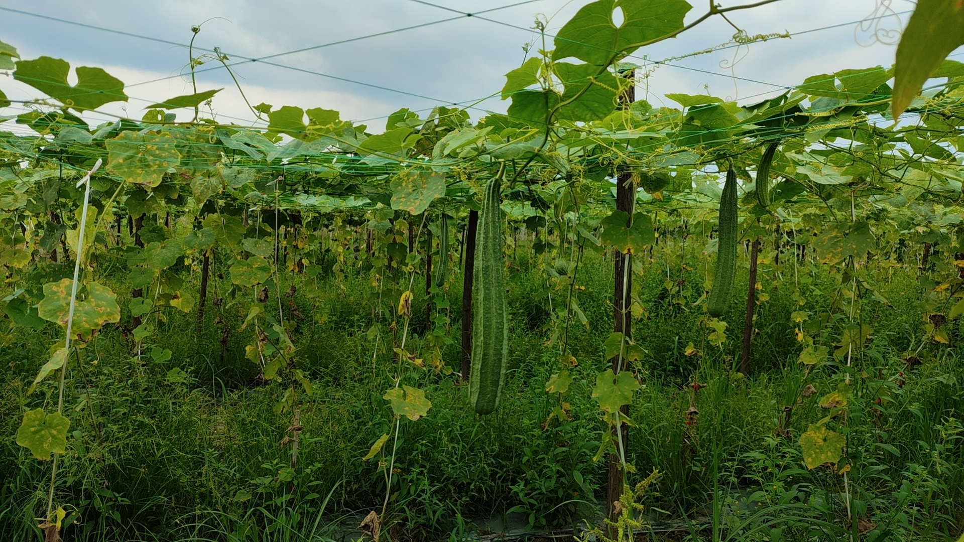 BV伟德国际(中国区)官方网站-BETVLCTOR SPORTS